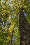 Tulip-Poplar Tree I-Kathy Mahan-Photographic Print