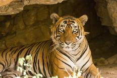 India, Rajasthan, Ranthambore. Royal Bengal Tiger known as Ustad (T24) Resting in a Cool Cave.-Katie Garrod-Photographic Print
