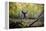 Katie Paulson Practices Yoga Among The Cottonwood Trees In An Autumn Morning In Indian Creek, Utah-Dan Holz-Framed Premier Image Canvas