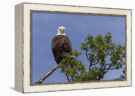Katmai Peninsula, Alaska, USA. American Bald Eagle.-Karen Ann Sullivan-Framed Premier Image Canvas