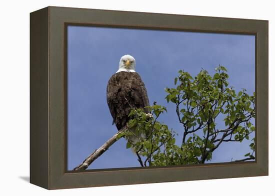 Katmai Peninsula, Alaska, USA. American Bald Eagle.-Karen Ann Sullivan-Framed Premier Image Canvas