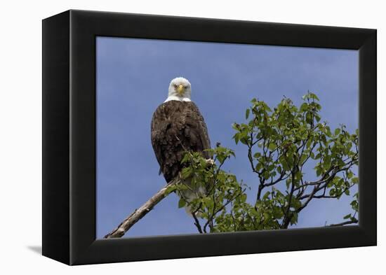 Katmai Peninsula, Alaska, USA. American Bald Eagle.-Karen Ann Sullivan-Framed Premier Image Canvas