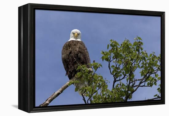 Katmai Peninsula, Alaska, USA. American Bald Eagle.-Karen Ann Sullivan-Framed Premier Image Canvas