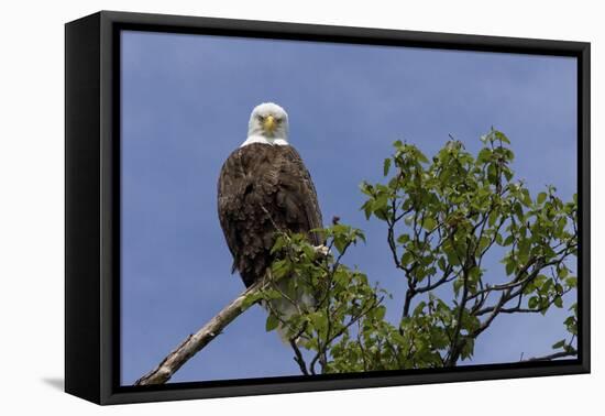 Katmai Peninsula, Alaska, USA. American Bald Eagle.-Karen Ann Sullivan-Framed Premier Image Canvas