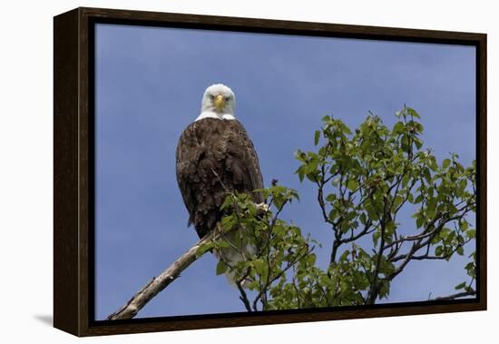 Katmai Peninsula, Alaska, USA. American Bald Eagle.-Karen Ann Sullivan-Framed Premier Image Canvas