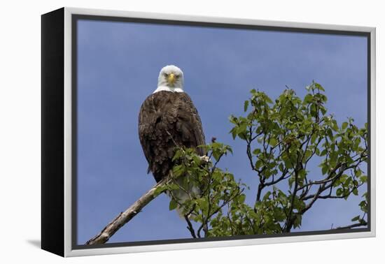 Katmai Peninsula, Alaska, USA. American Bald Eagle.-Karen Ann Sullivan-Framed Premier Image Canvas