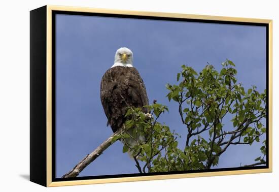 Katmai Peninsula, Alaska, USA. American Bald Eagle.-Karen Ann Sullivan-Framed Premier Image Canvas