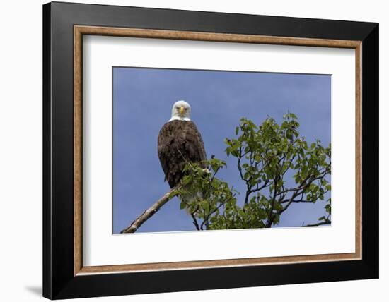 Katmai Peninsula, Alaska, USA. American Bald Eagle.-Karen Ann Sullivan-Framed Photographic Print