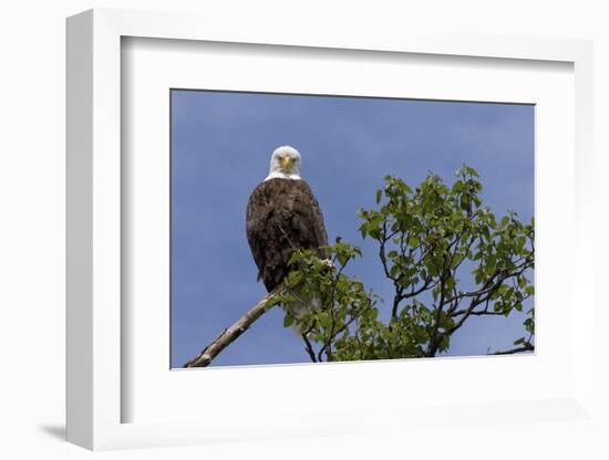 Katmai Peninsula, Alaska, USA. American Bald Eagle.-Karen Ann Sullivan-Framed Photographic Print