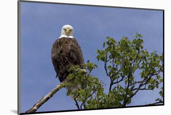 Katmai Peninsula, Alaska, USA. American Bald Eagle.-Karen Ann Sullivan-Mounted Photographic Print