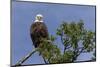 Katmai Peninsula, Alaska, USA. American Bald Eagle.-Karen Ann Sullivan-Mounted Photographic Print