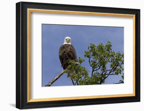 Katmai Peninsula, Alaska, USA. American Bald Eagle.-Karen Ann Sullivan-Framed Photographic Print