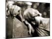 Premium Photographic Print
