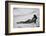 Katrin and the Sea-Zachar Rise-Framed Photographic Print