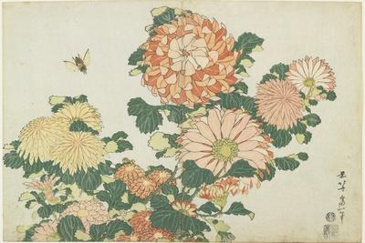 Chrysanthemums Ukiyo-e Printmaking Wall Art: Prints Chrysanthemums Ukiyo-e Printmaking Wall Art: Prints