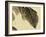 Katydid on Banana Leaf-Bairei Kono-Framed Giclee Print