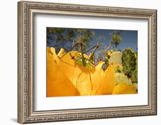 Katydid on Prickly pear flower, Texas, USA-Karine Aigner-Framed Photographic Print