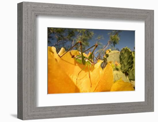 Katydid on Prickly pear flower, Texas, USA-Karine Aigner-Framed Photographic Print