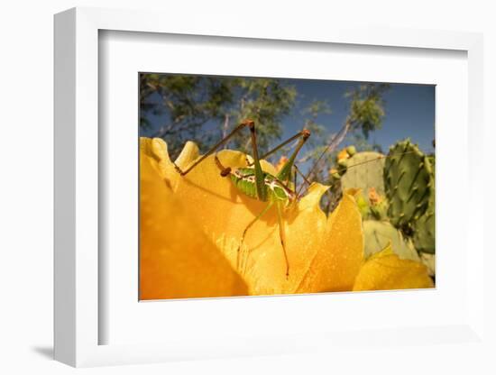 Katydid on Prickly pear flower, Texas, USA-Karine Aigner-Framed Photographic Print