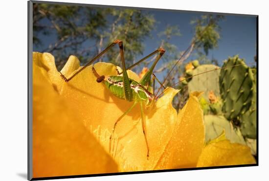 Katydid on Prickly pear flower, Texas, USA-Karine Aigner-Mounted Photographic Print