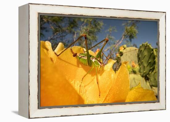 Katydid on Prickly pear flower, Texas, USA-Karine Aigner-Framed Premier Image Canvas