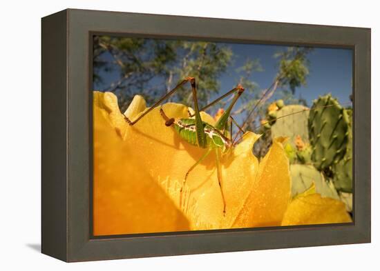 Katydid on Prickly pear flower, Texas, USA-Karine Aigner-Framed Premier Image Canvas