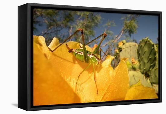 Katydid on Prickly pear flower, Texas, USA-Karine Aigner-Framed Premier Image Canvas