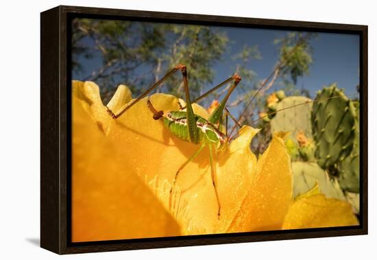 Katydid on Prickly pear flower, Texas, USA-Karine Aigner-Framed Premier Image Canvas