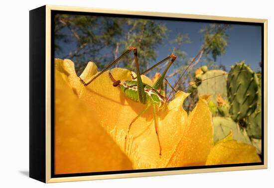 Katydid on Prickly pear flower, Texas, USA-Karine Aigner-Framed Premier Image Canvas