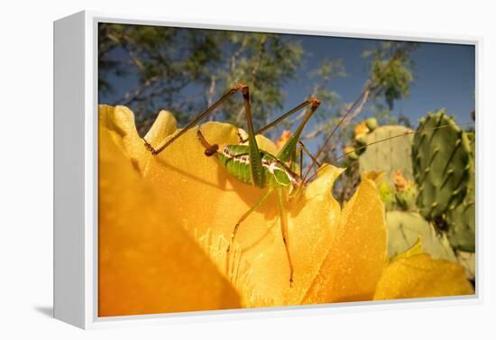 Katydid on Prickly pear flower, Texas, USA-Karine Aigner-Framed Premier Image Canvas