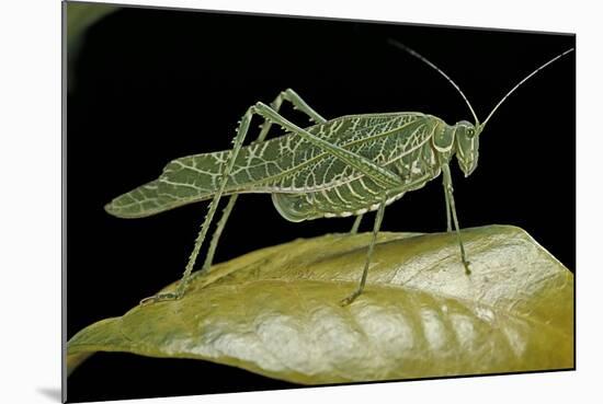 Katydid or Bush-Cricket or Long-Horned Grasshopper-Paul Starosta-Mounted Photographic Print