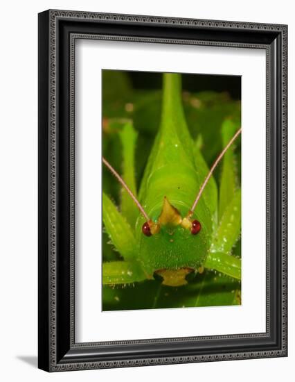 katydid portrait, mexico-claudio contreras-Framed Photographic Print