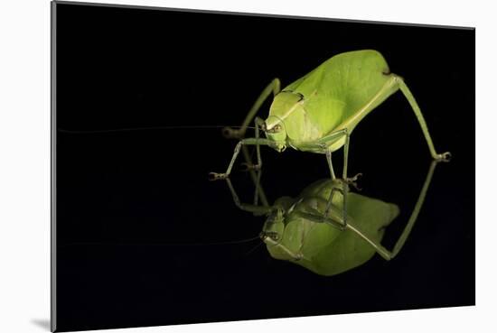 Katydid (Tettigoniidae), captive, Costa Rica, Central America-Janette Hill-Mounted Photographic Print