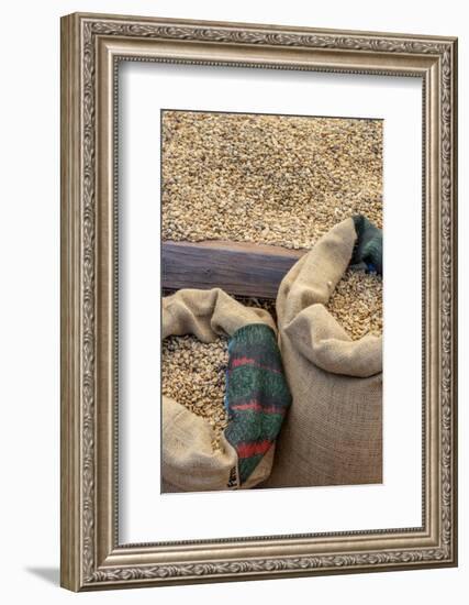 Kauai Coffee beans drying, Kauai, Hawaii, USA.-Jim Engelbrecht-Framed Photographic Print