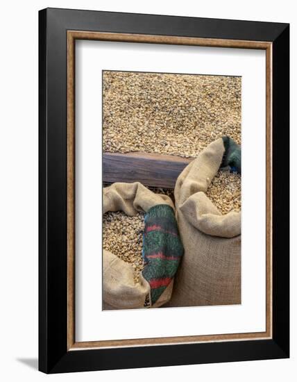 Kauai Coffee beans drying, Kauai, Hawaii, USA.-Jim Engelbrecht-Framed Photographic Print