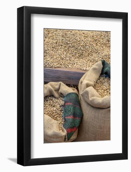 Kauai Coffee beans drying, Kauai, Hawaii, USA.-Jim Engelbrecht-Framed Photographic Print