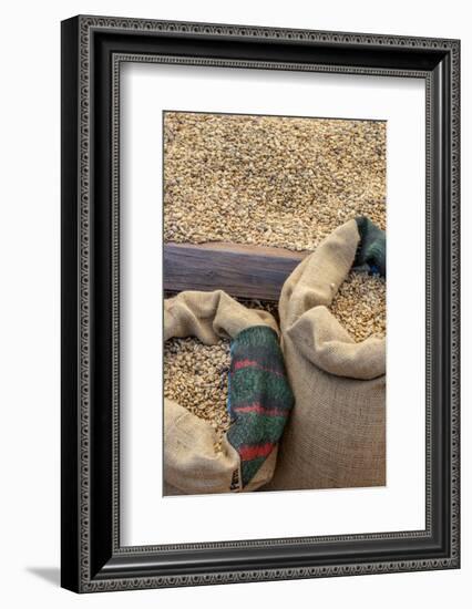 Kauai Coffee beans drying, Kauai, Hawaii, USA.-Jim Engelbrecht-Framed Photographic Print