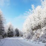 Christmas Morning. Snowy Winter Forest and Knurled Wide Trails.-kavram-Photographic Print