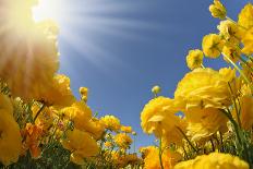 The Huge Field of White and Orange Buttercups (Ranunculus Asiaticus)-kavram-Photographic Print