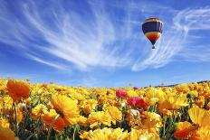 The Huge Field of White and Orange Buttercups (Ranunculus Asiaticus)-kavram-Framed Photographic Print