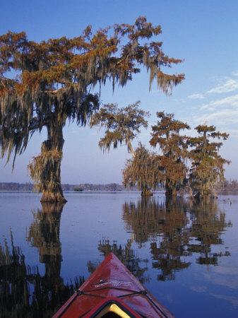 Kayak Exploring The Swamp Atchafalaya Basin New Orleans Louisiana Usa Photographic Print By Adam Jones Art Com