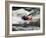 Kayaker Plays in a Hole in Tariffville Gorge, Farmington River in Tariffville, Connecticut, USA-Jerry & Marcy Monkman-Framed Photographic Print