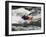 Kayaker Plays in a Hole in Tariffville Gorge, Farmington River in Tariffville, Connecticut, USA-Jerry & Marcy Monkman-Framed Photographic Print