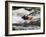 Kayaker Plays in a Hole in Tariffville Gorge, Farmington River in Tariffville, Connecticut, USA-Jerry & Marcy Monkman-Framed Photographic Print