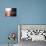 Kayakers and Houseboaters with 4th of July Fireworks over Lake Union, Seattle, Washington, USA-William Sutton-Photographic Print displayed on a wall