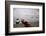 Kayaks on the Shore of the Great Salt Lake-Lindsay Daniels-Framed Photographic Print