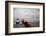 Kayaks on the Shore of the Great Salt Lake-Lindsay Daniels-Framed Photographic Print