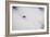 Kaylin Richardson Skiing Powder At Alta Ski Area-Louis Arevalo-Framed Photographic Print