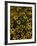 Kayndu-Jim Crotty-Framed Photographic Print