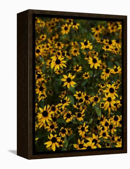 Kayndu-Jim Crotty-Framed Premier Image Canvas